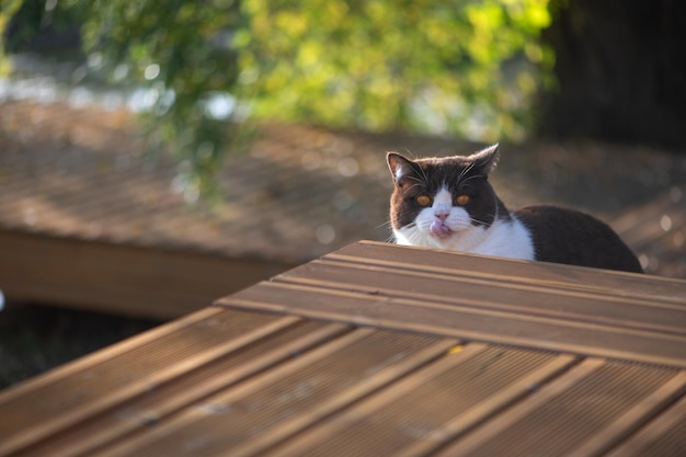 Hungry british shorthair cat with mouth open licking lips\
looking at camera on wooden home terrace