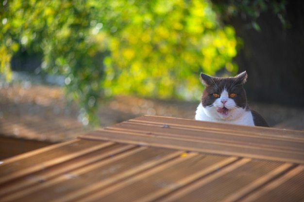 Hungry british shorthair cat with mouth open licking lips looking at camera on wooden home terrace