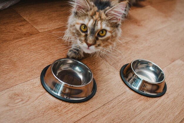 Photo hungry cat in the kitchen stands near empty food bowls