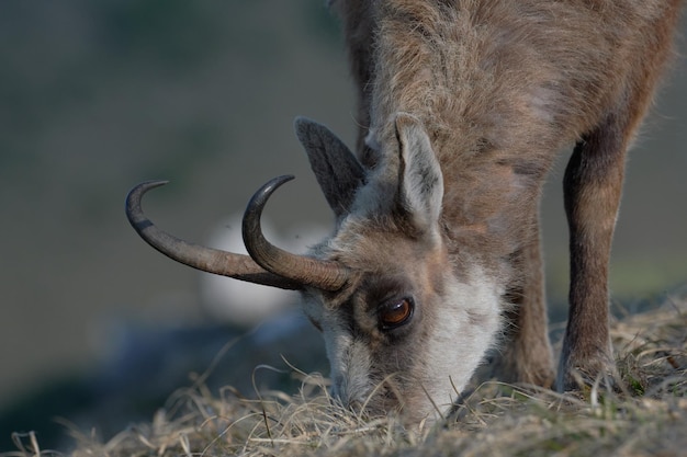 A hungry chamois portrai