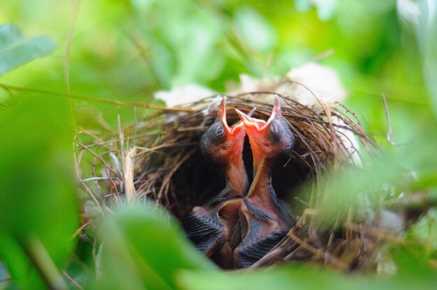 Hungry chick at the nest