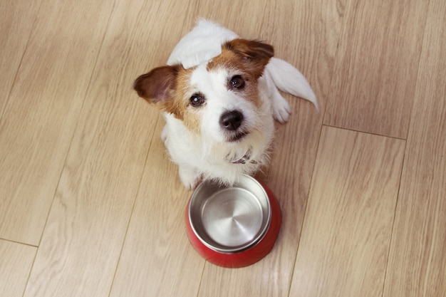 Cibo per cani affamato con una ciotola vuota rossa. veduta dall'alto.