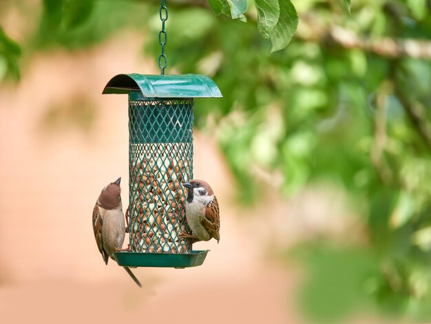 空腹の庭のスズメ夏のデンマークの庭のスズメの写真