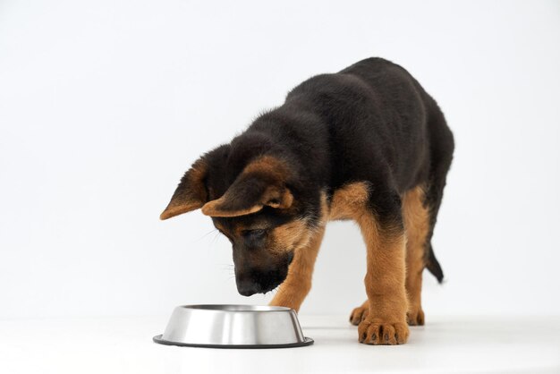 Hungry german shepherd puppy looking in silver bowl on white studio background