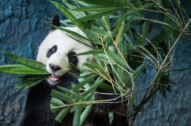 Hungry giant panda eating bamboo