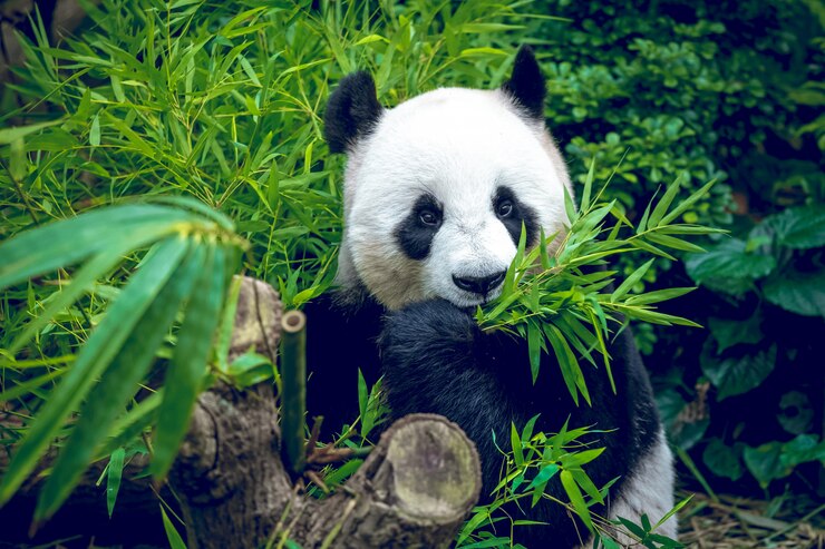 Photo hungry giant panda 
