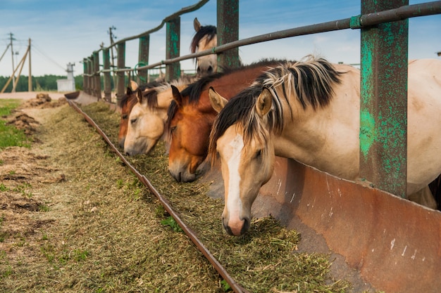 Фото Голодные лошади в загоне