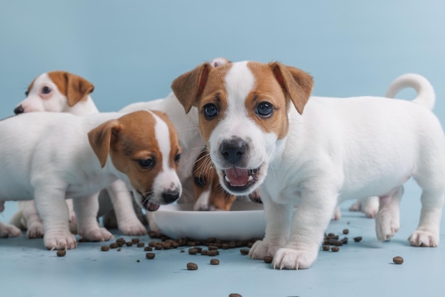 Hungry jack russell terrier puppies eating from a bowl of food