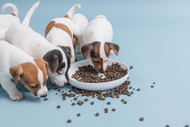 空腹のジャック ラッセル テリアの子犬がボウルから食べ物を食べる