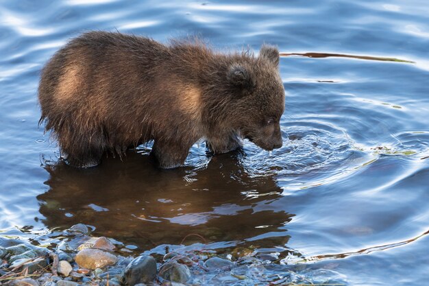 空腹のカムチャッカヒグマの子が川で釣りをし、産卵中に紅鮭を探して水中を探します。自然の生息地の動物。アジア、ロシア連邦、極東、カムチャツカ半島