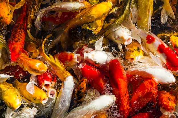 Foto affamato koi carps pesce giapponese nuoto (cyprinus carpio) bellissimo colore di sfondo