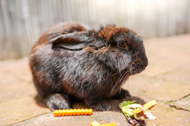 Голодный маленький коричневый пасхальный кролик ест морковь на земле