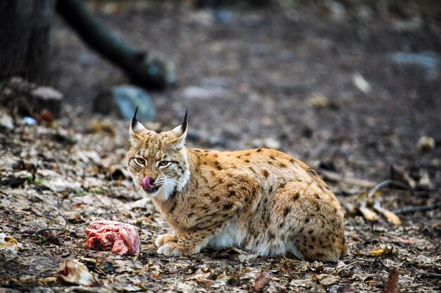 空腹のオオヤマネコが肉片を食べる オオヤマネコ ユーラシアの野生の猫