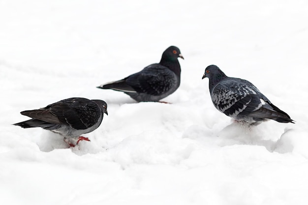 Hungry pigeons doves in the snow looking for food The concept of feeding birds