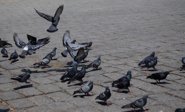 Hungry pigeons feeding at the city square