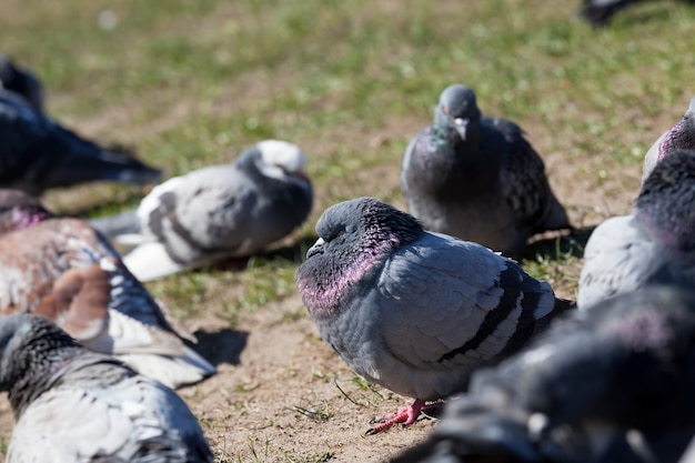 Hungry pigeons living in the city in autumn and winter, waiting to be fed by people, birds pigeons living near people in the city