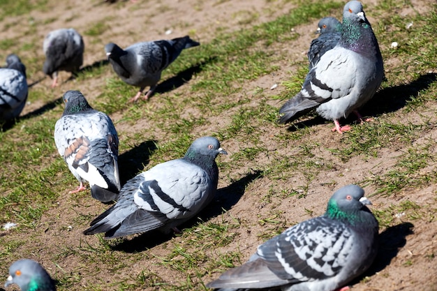 Hungry pigeons