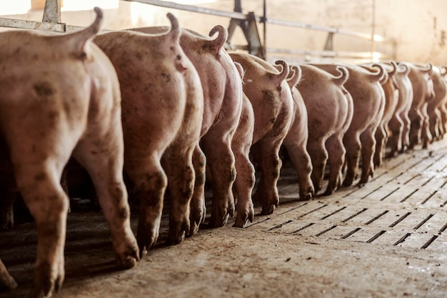 Голодные свиньи едят свою еду Свиньи окурки и хвосты Сельское хозяйство и фермерский бизнес