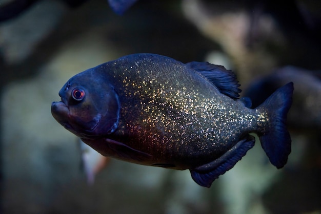 Photo hungry piranha with golden shiny scales swims in water of river looking for food dangerous predator