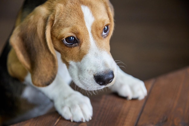 Hungry pleading look of the beagle puppy in the direction of the wooden table Pretty thoroughbred dog begs