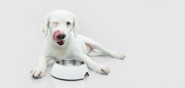 白いボウルで食べ物を食べる空腹の子犬の犬。灰色の背景に分離