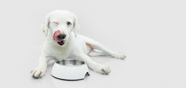 Hungry puppy dog eating food in a white bowl. isolated on gray background