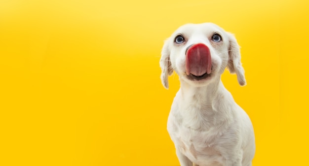 Cucciolo di cane affamato che lecca con la lingua le sue labbra