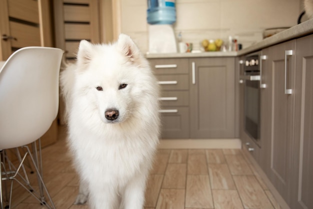 Hungry Samoyed dog in the kitchen