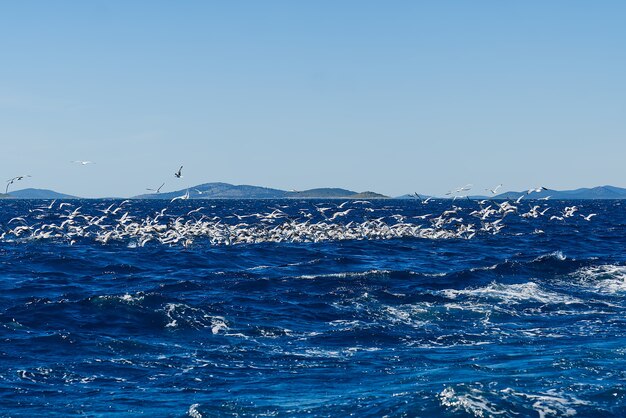 船の後ろの海の上を飛んでいるカモメの魚の群れのために戦っている空腹のカモメの鳥は、smを見つけました...