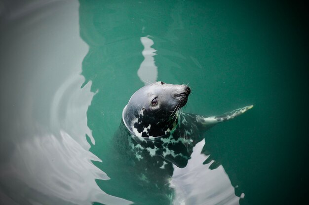 Foto foca affamata