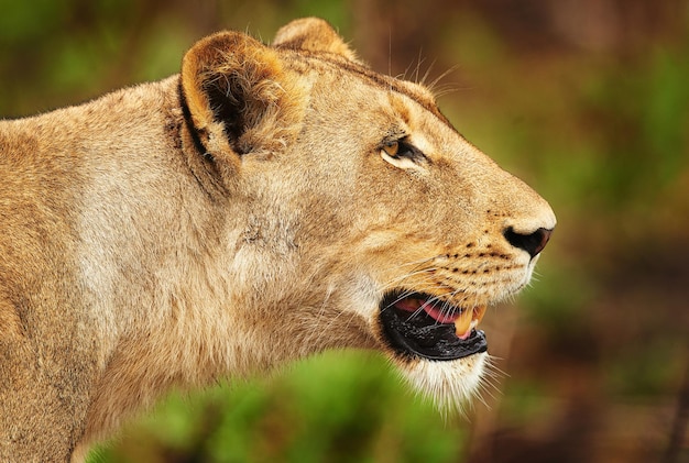 狩りはアフリカの平原で雌ライオンの切り取られたショットにあります