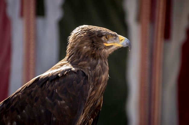 hunter, beautiful eagle in a display of birds of prey