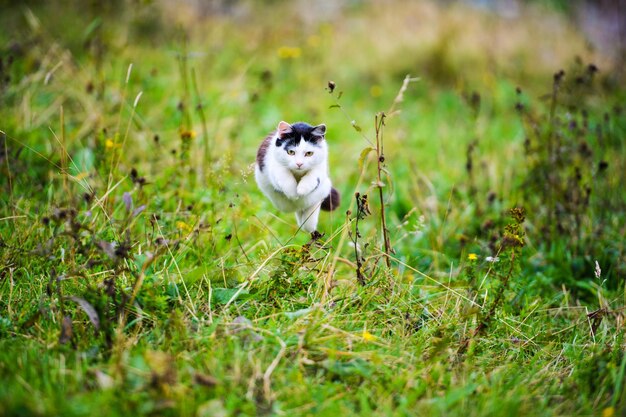 Hunting cat jumping through grass