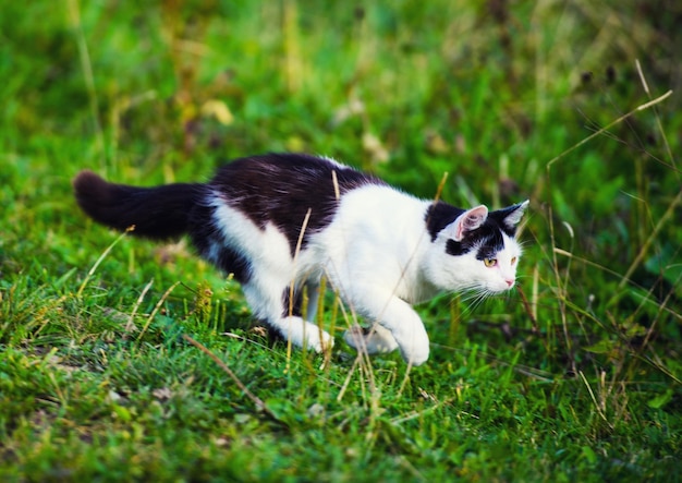 Hunting cat jumping through grass