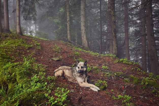 A hunting dog awaits its owner in a misty forest