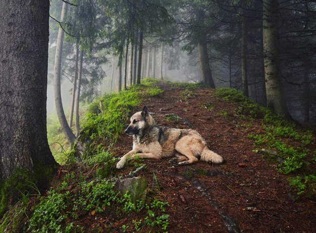 A hunting dog awaits its owner in a misty forest