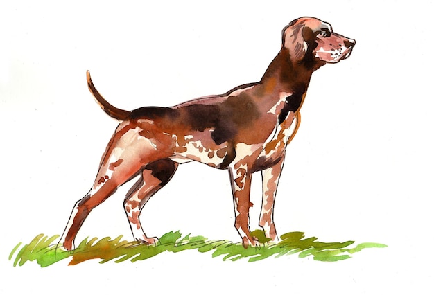 Photo hunting dog. ink and watercolor drawing