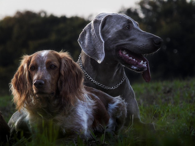 Hunting dog on the medow