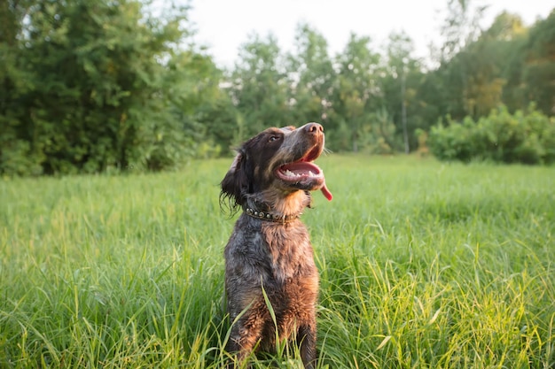 緑の芝生の上の自然のアイリッシュ セッターの狩猟犬