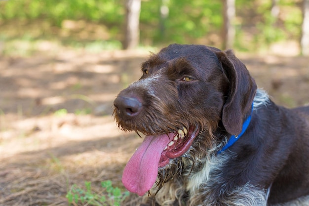 Охотничья собака отдыхает на траве Немецкий охотничий пес драхтаар