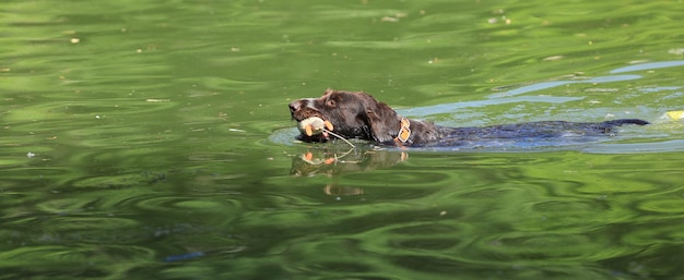 hunting dog swims in the water