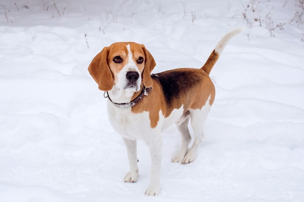 A hunting dog in white, brown and black spots walks through a snowy park in cold weather