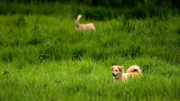 Foto cani da caccia sul campo erboso