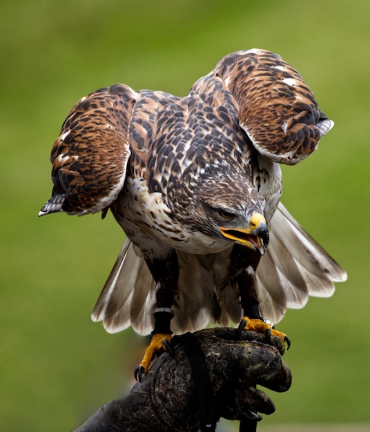 Photo hunting falcon