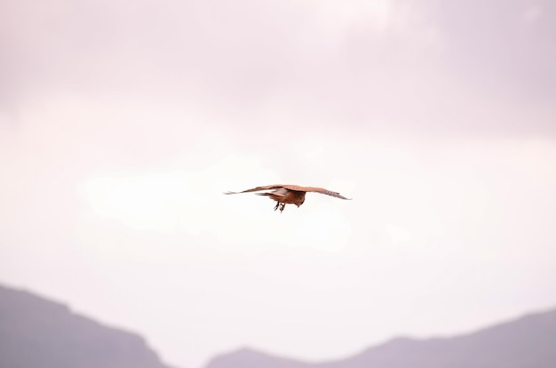 Hunting and Flying Common Kestrel Hawk Bird