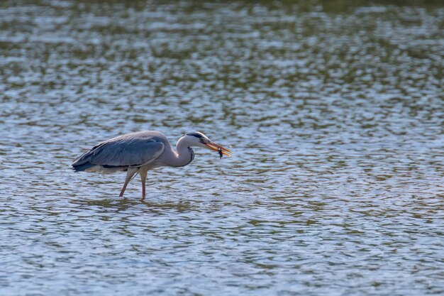 狩猟アオサギ（Ardea cinerea）アオサギ水