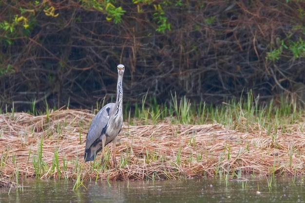 사냥 그레이 헤론 (Ardea cinerea) 그레이 헤론 워터스 에지