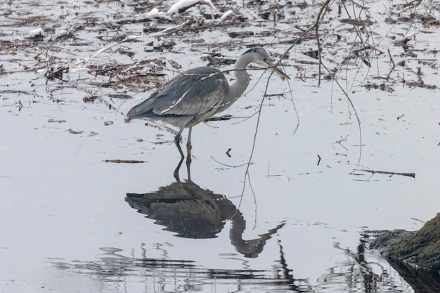 The hunting Grey Heron Ardea cinerea in water reflection