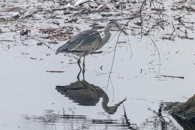 Photo the hunting grey heron ardea cinerea in water reflection