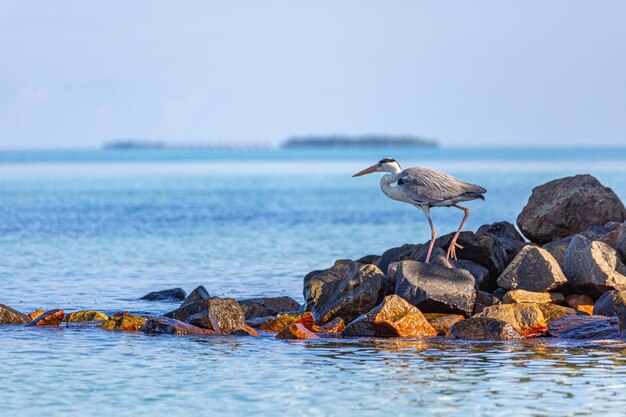 Hunting Grey Heron on sunset background in Maldives. Big bird standing on rocks in shallow water